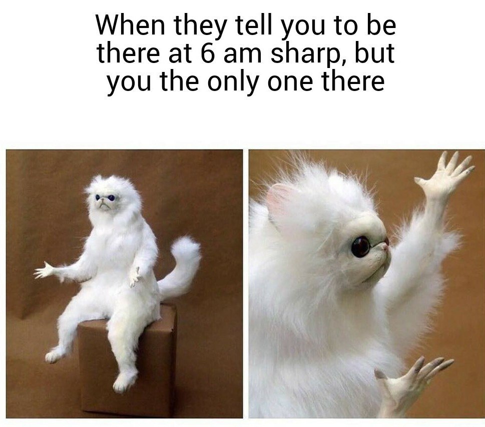 A white creature shrugs