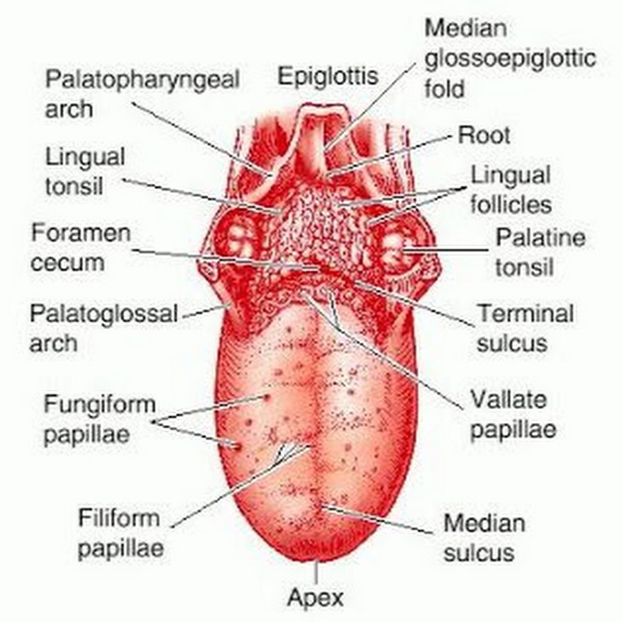 Gustatory System