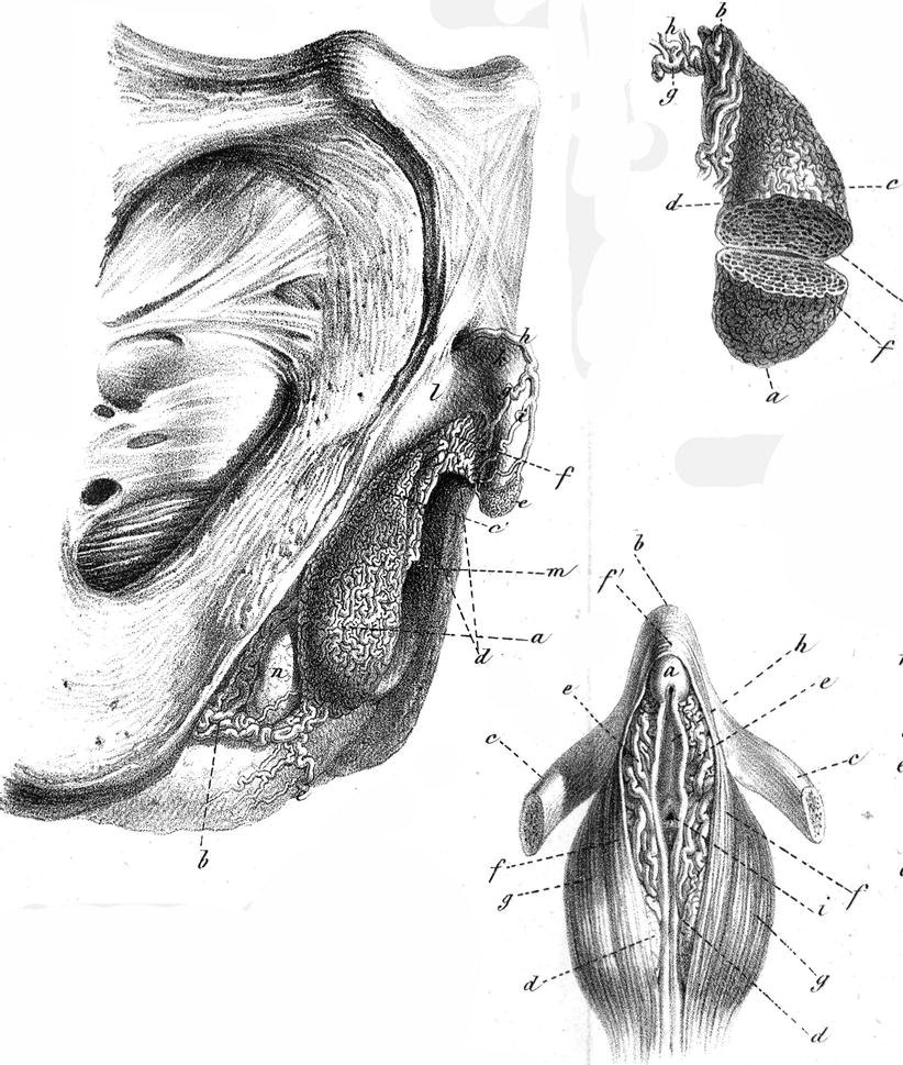 The on eve of the anatomy