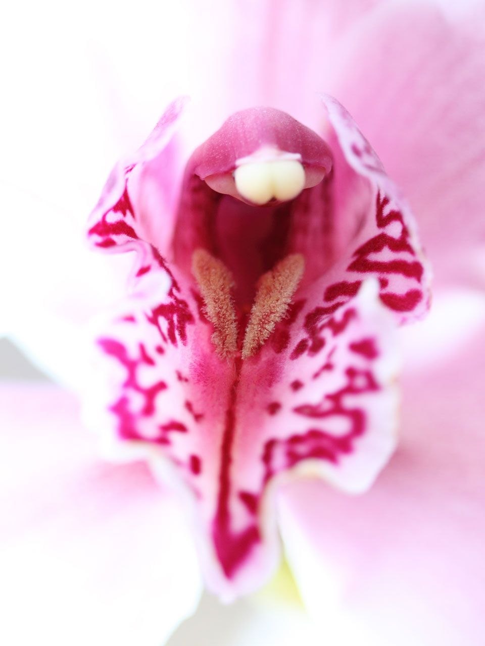 Orchid petal