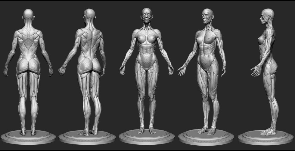 Model of man Zbrash Anatomy
