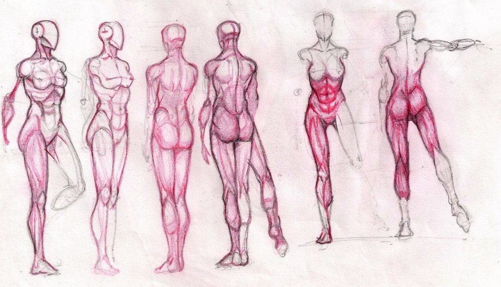 Female anatomy for artists