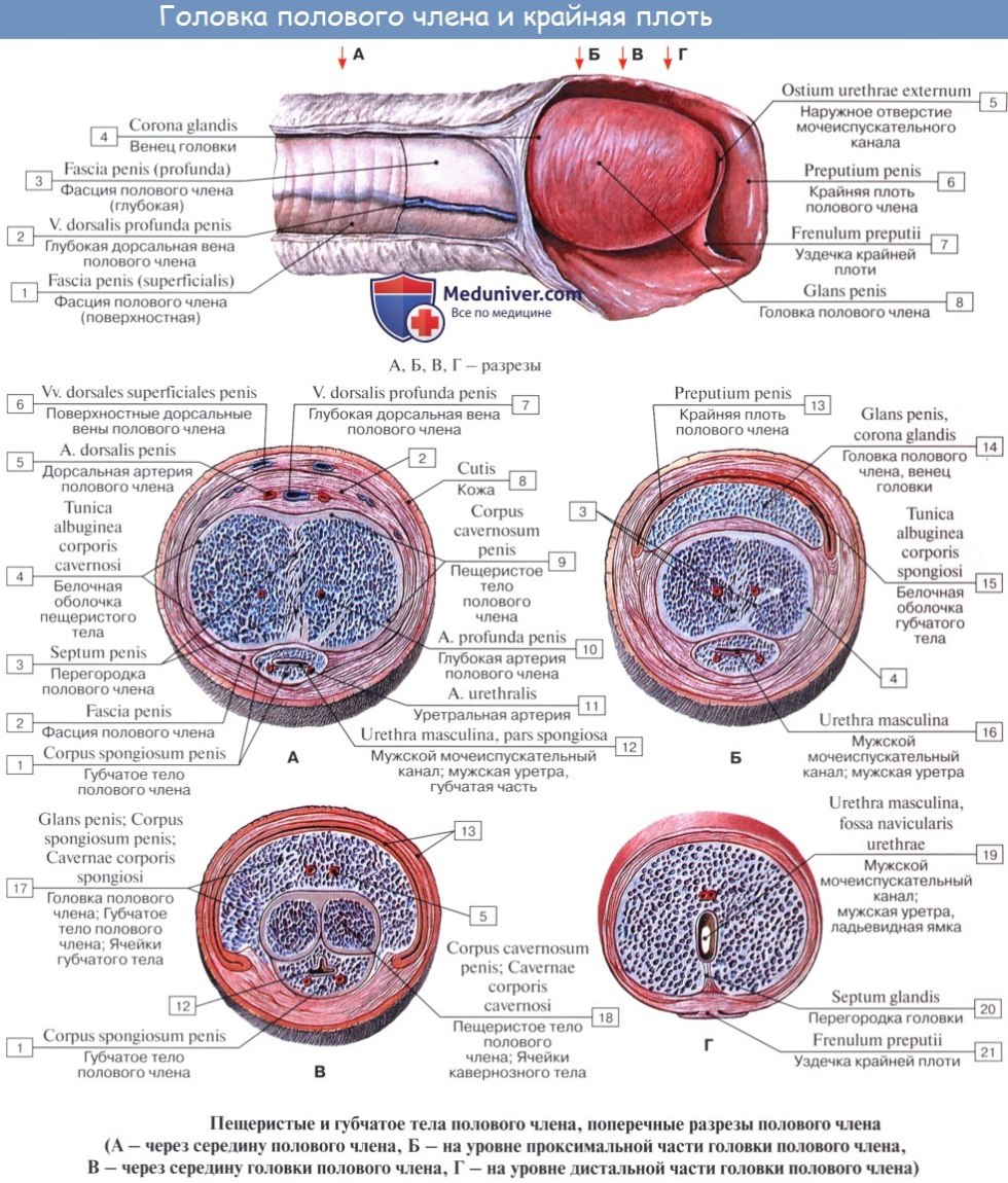 Huge female clitoris