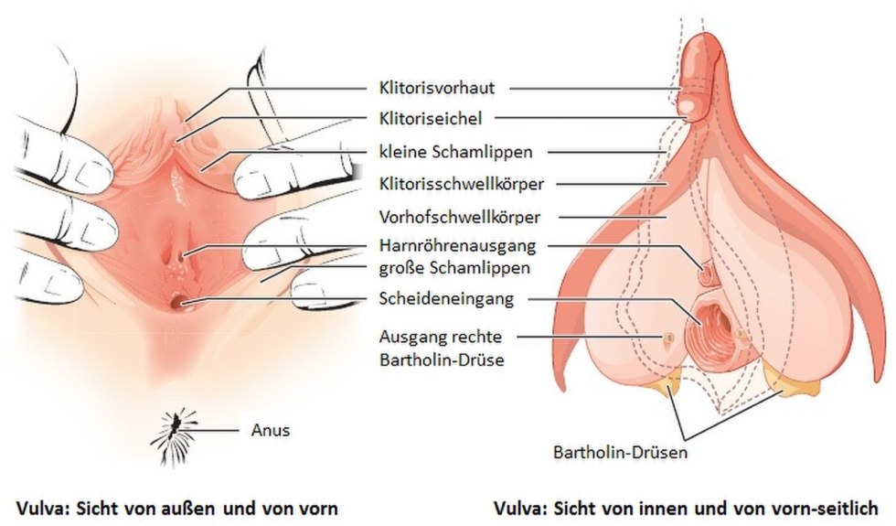The structure of the vulva girl
