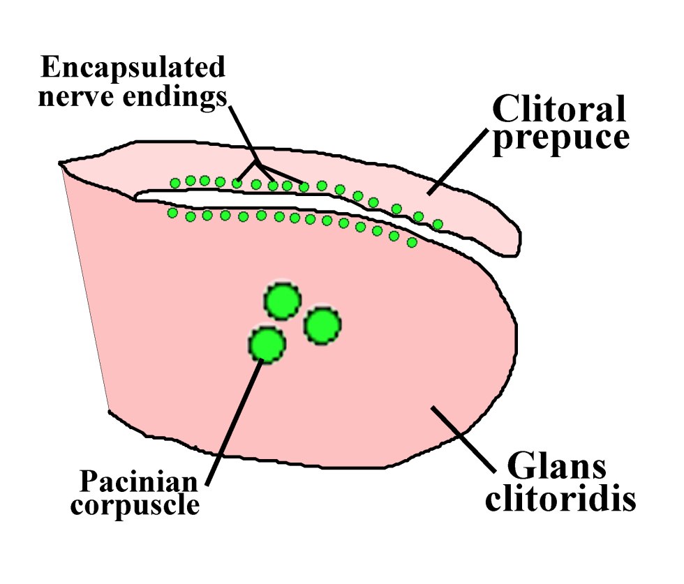 Scleroatrophic balanite