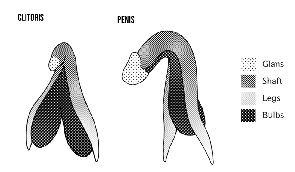 Clitoris Size Relative to Body Size in Mali