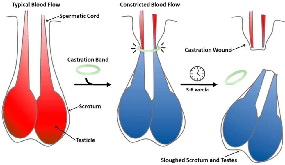 Hormonal castration