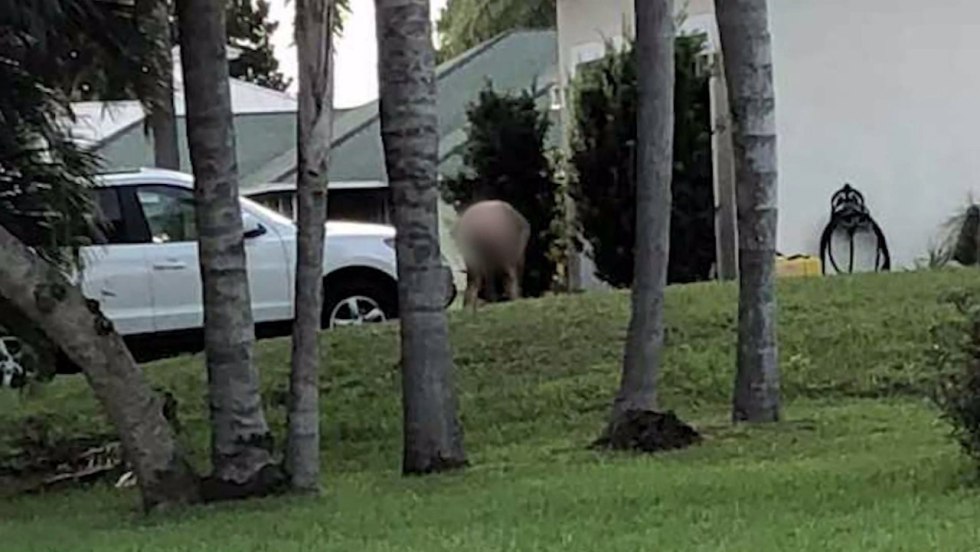 Sister next door comic