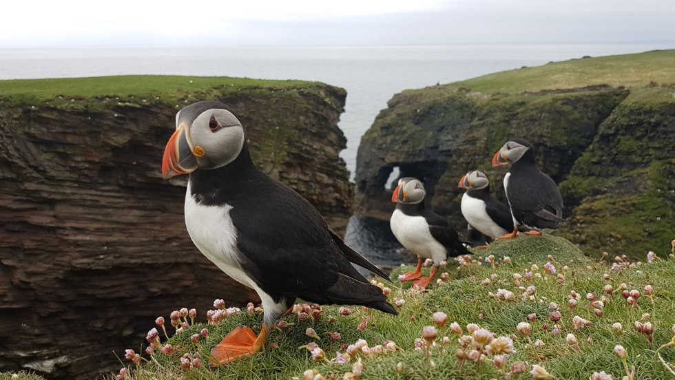 Birds of the island of Tasmania