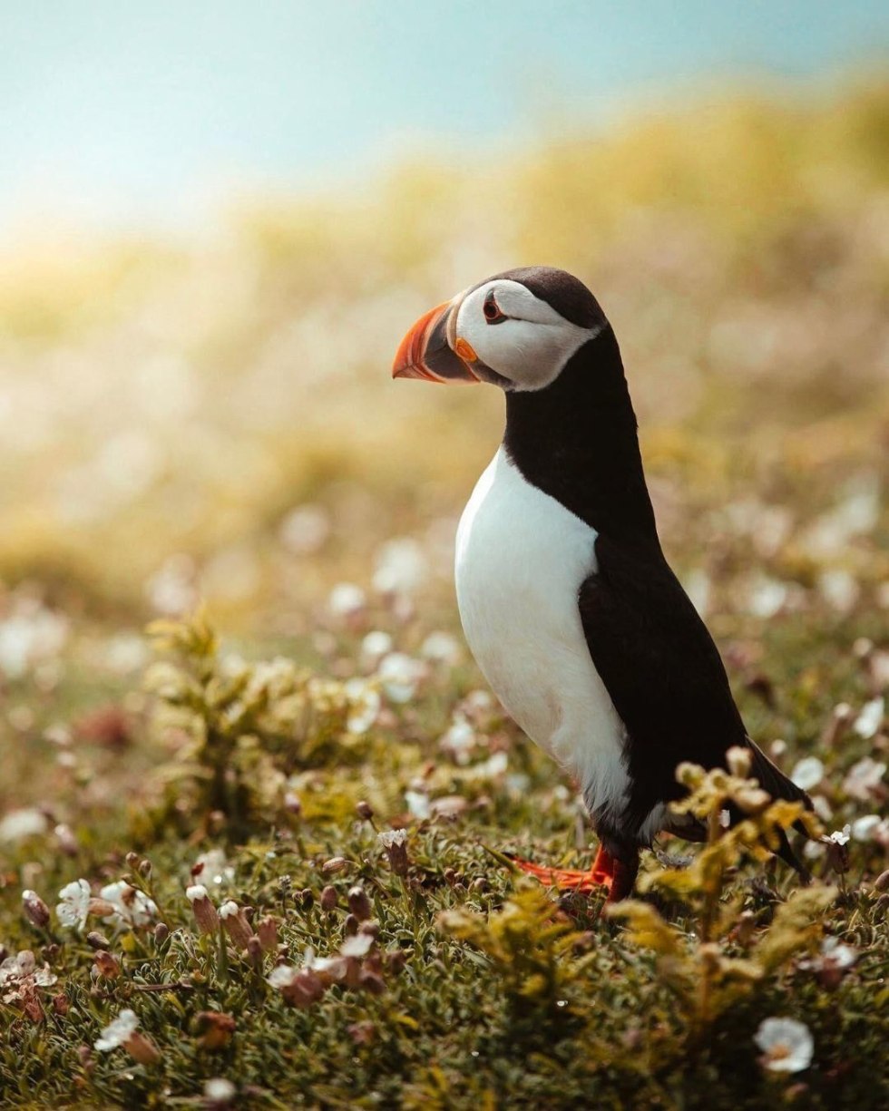 Puffin Albino