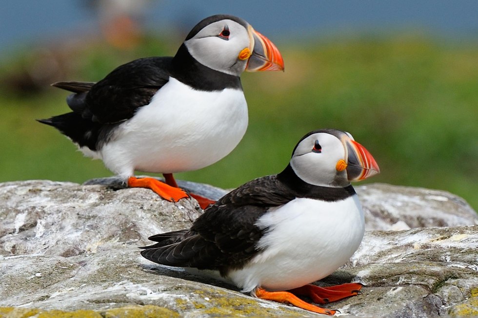 Puffin bird nest