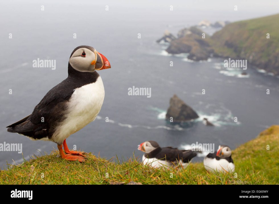 National Geographic Puffin