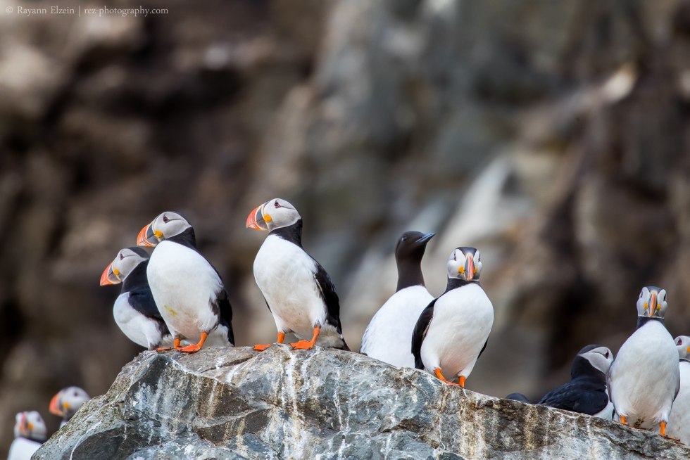 Iceland's birds with red beak