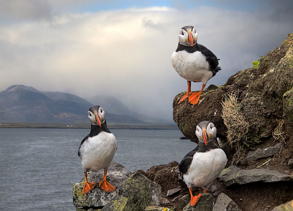 Atlantic dead end is rye -like