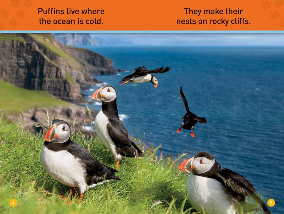 Atlantic dead end bird