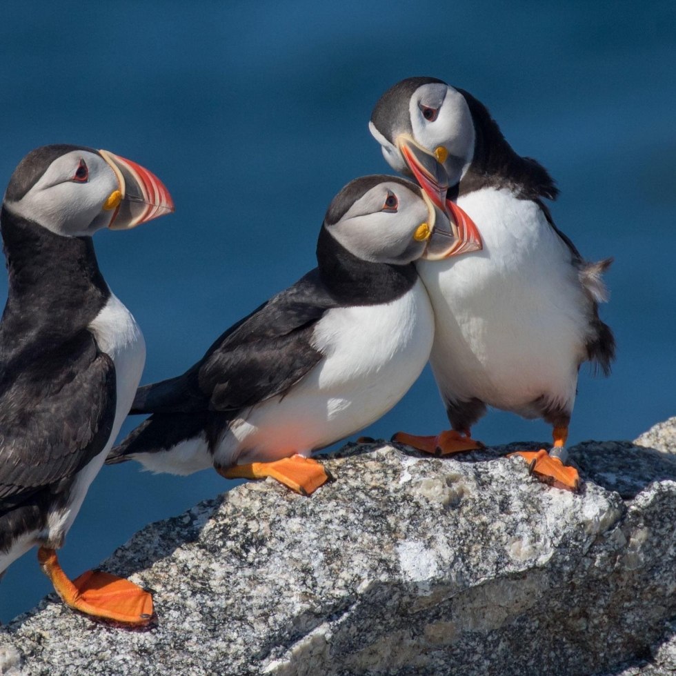 Three Puffins Picture Card