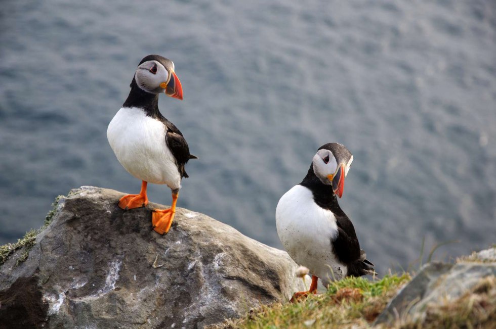 Penguin with orange beak