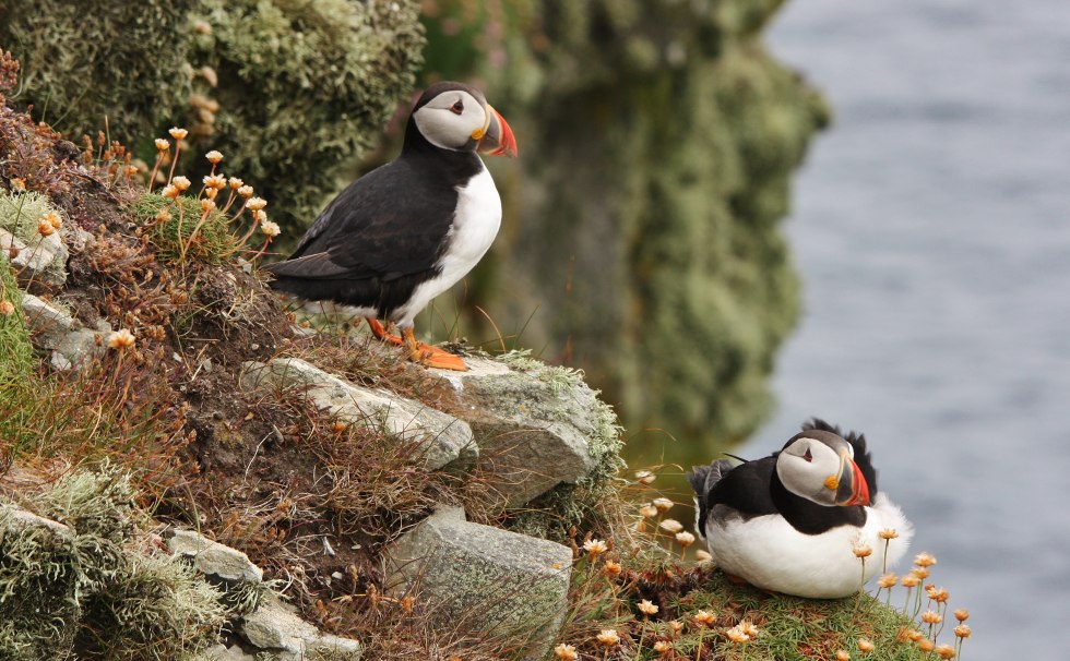 Ipatka drawings pictures