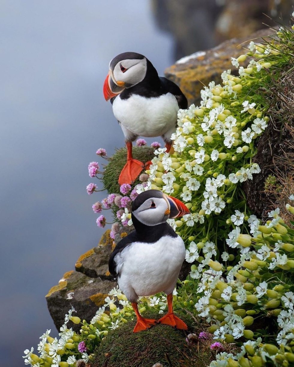 Iceland of a bird is deadly