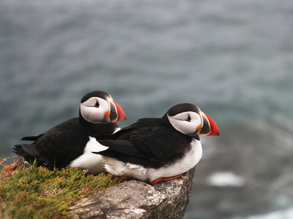 Puffin Scotland