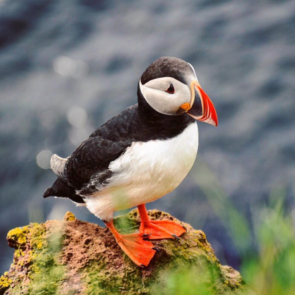 Wrangel Island Bird Bazaars