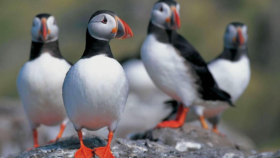 Penguin is a dead end