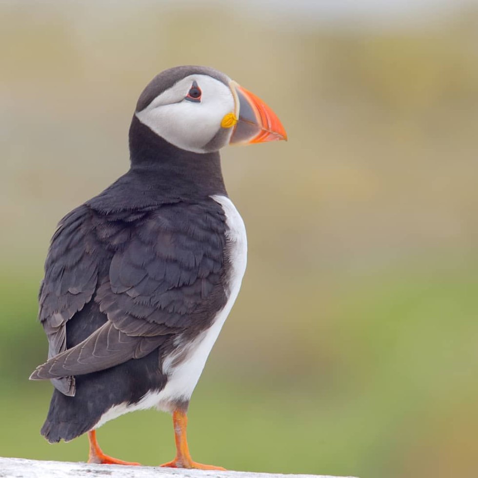 Iceland Puffins
