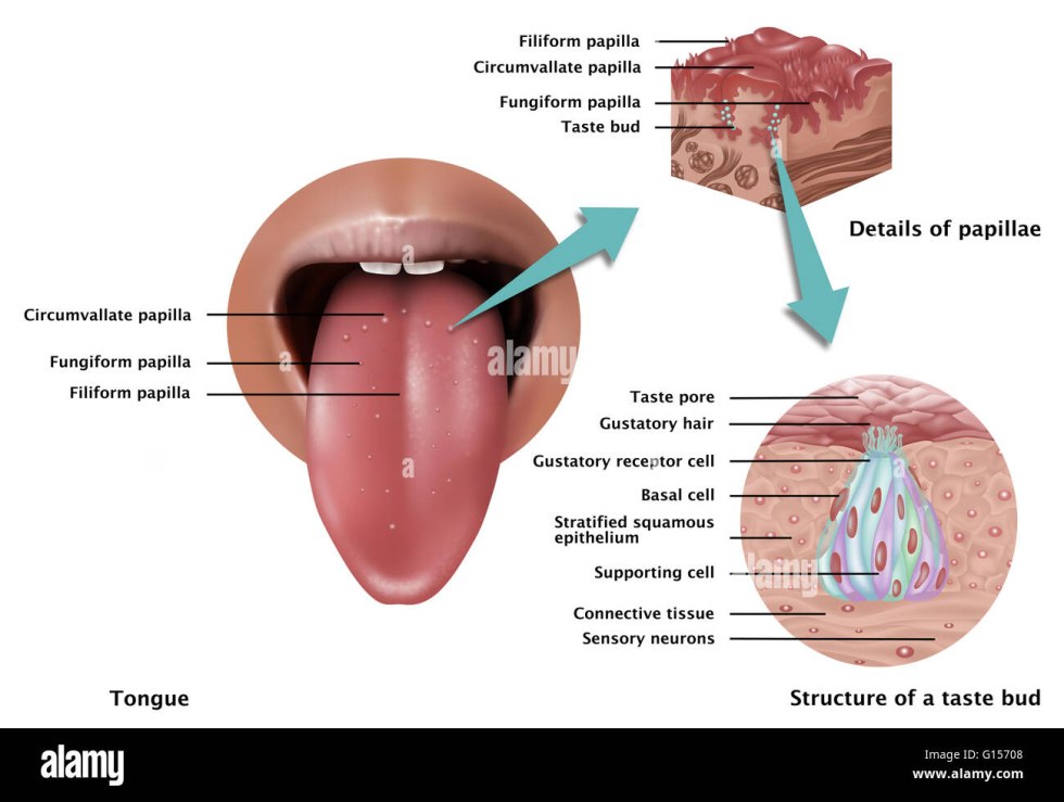 Taste receptors by mind