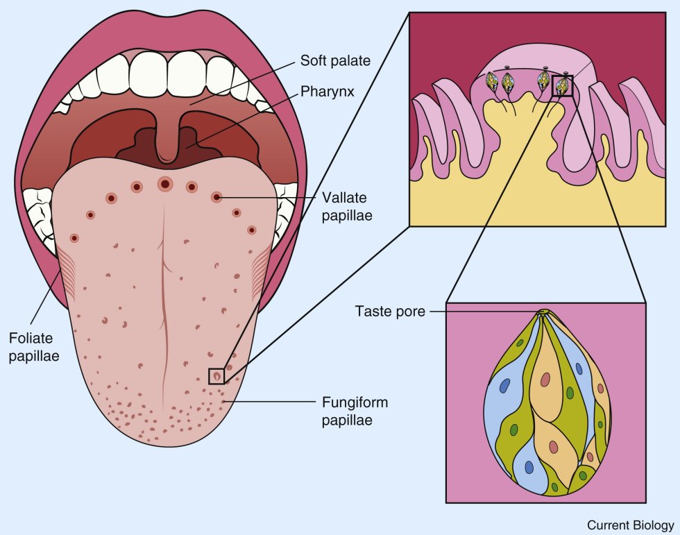Middle Medicial Enumed fold of anatomy