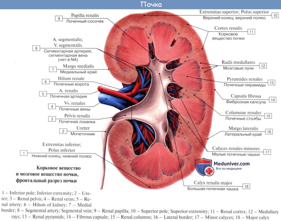 Sweet Kingdom Sweet Kingdom Ralph