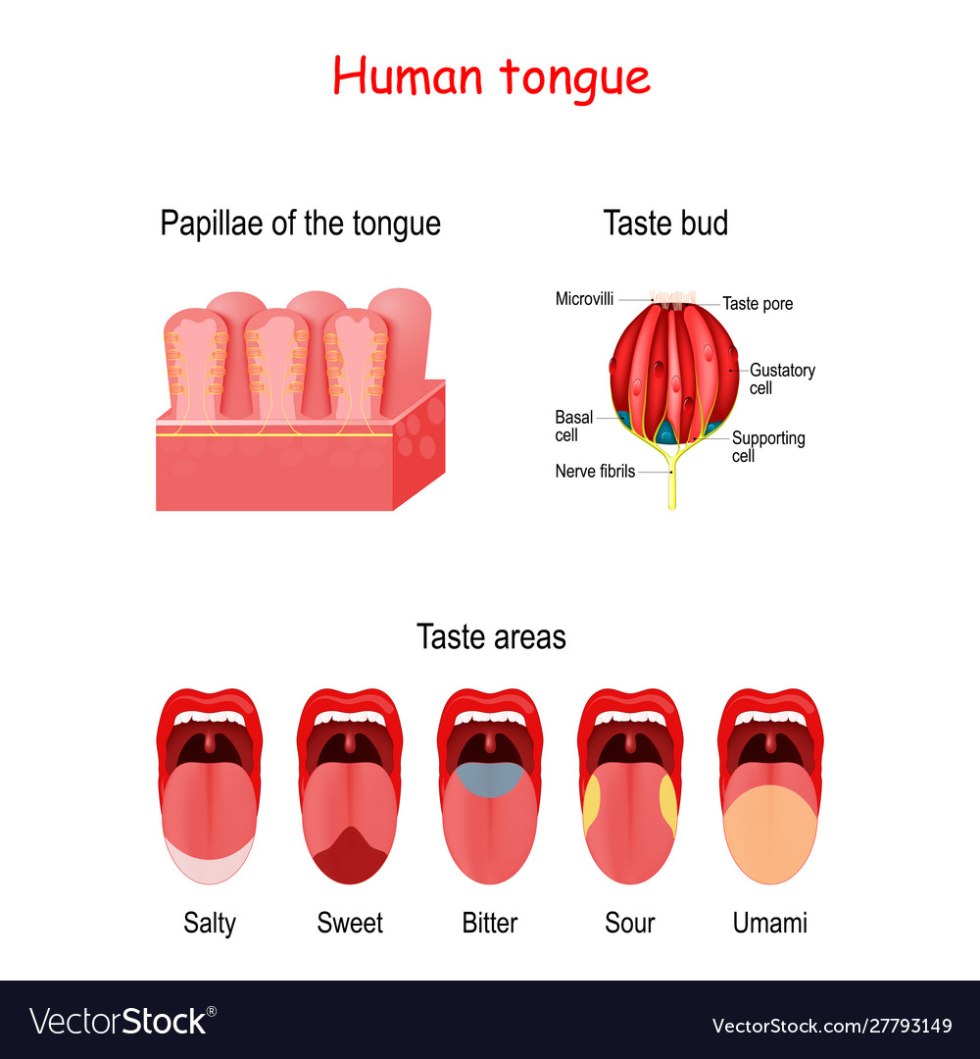 Umam receptor in the tongue