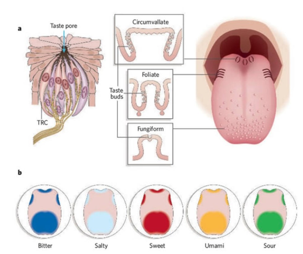 Tongue Sweet, Bitter