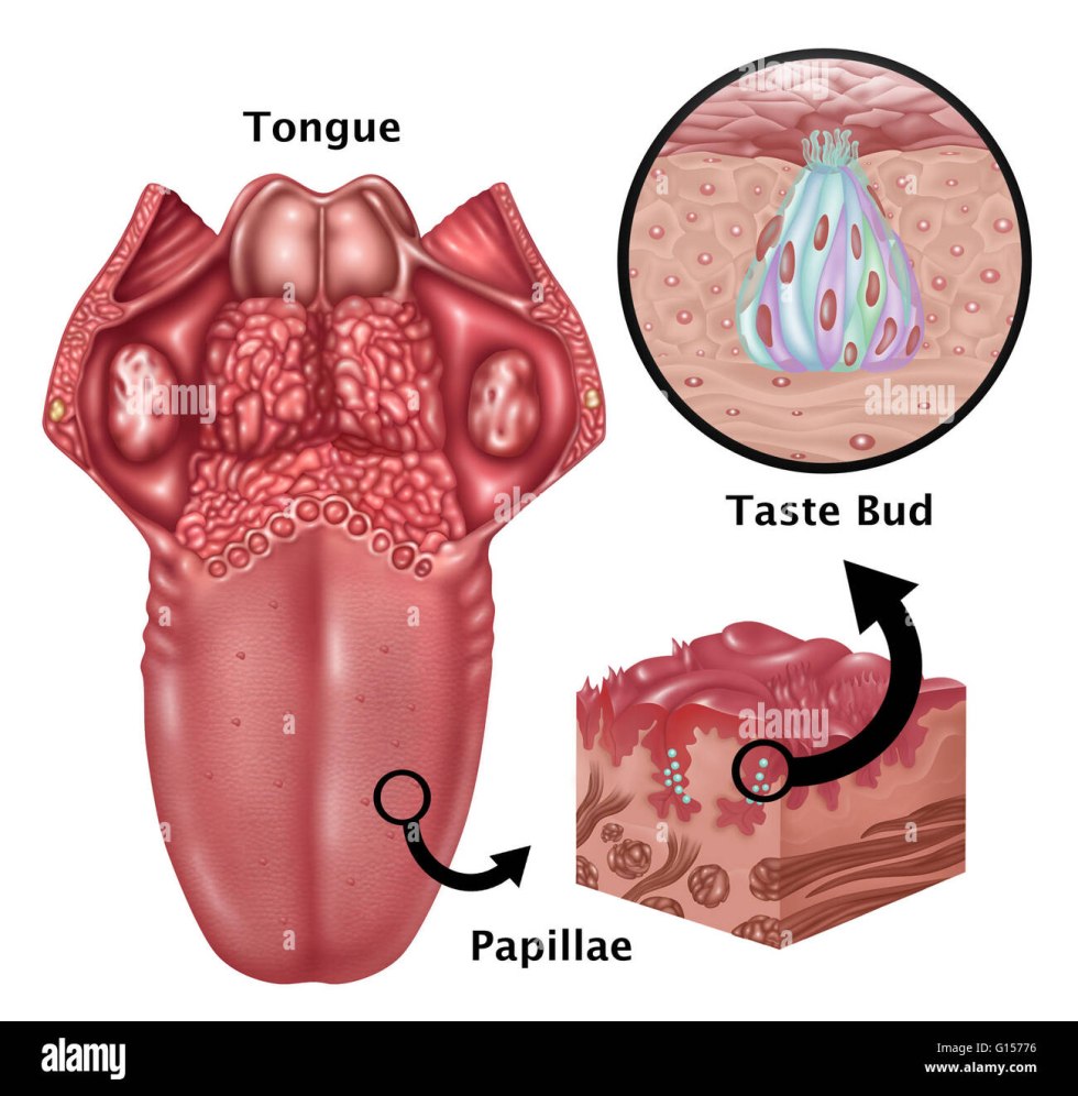 Taste Buds Structure