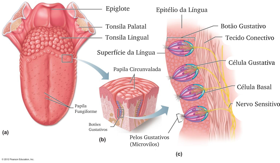 Furry Fox Furotica Fox
