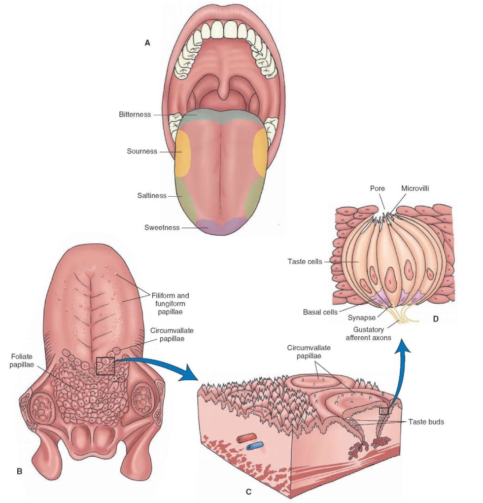The difference between Taste as and Taste of