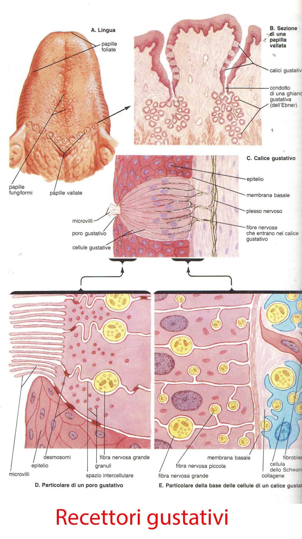 Taste zones of the language of children coloring