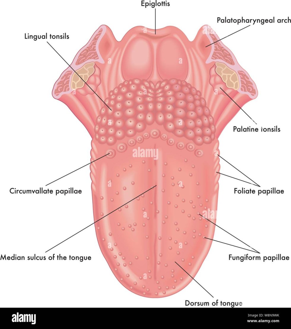 Taste receptors in the tongue