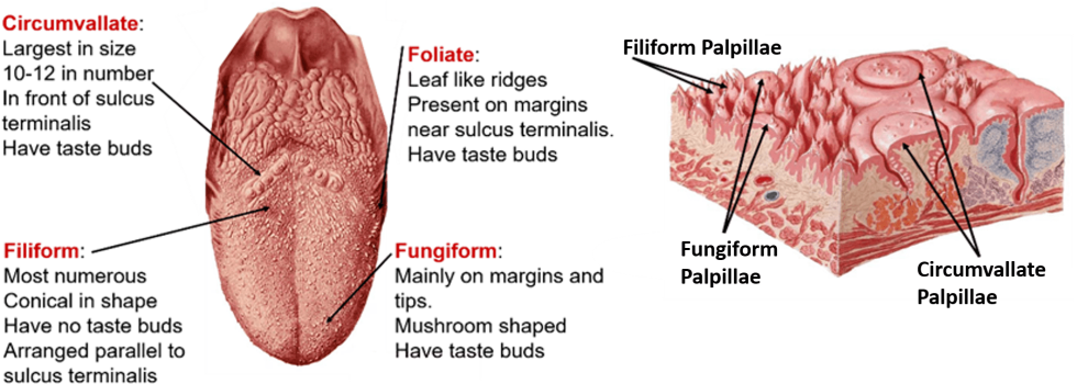 Taste receptors in the language of minds