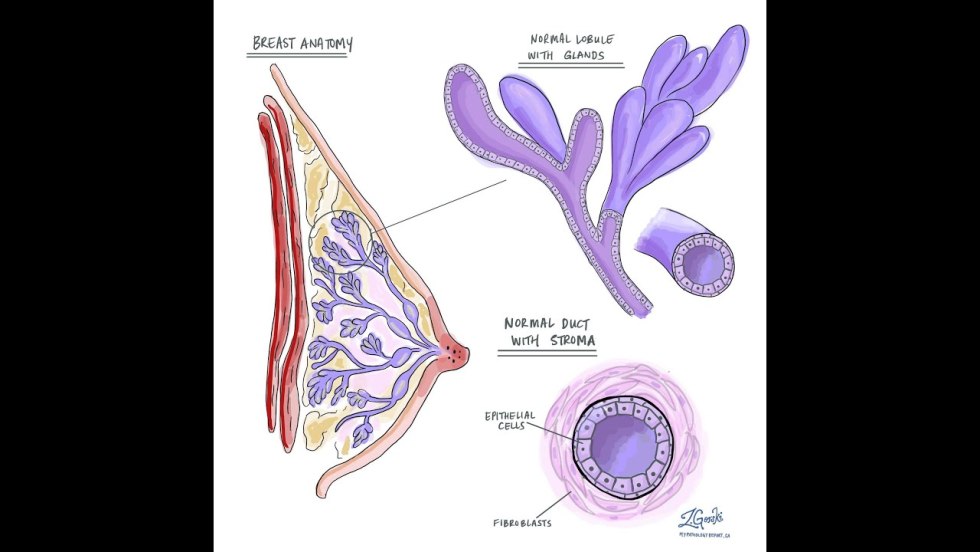The structure of a small chest