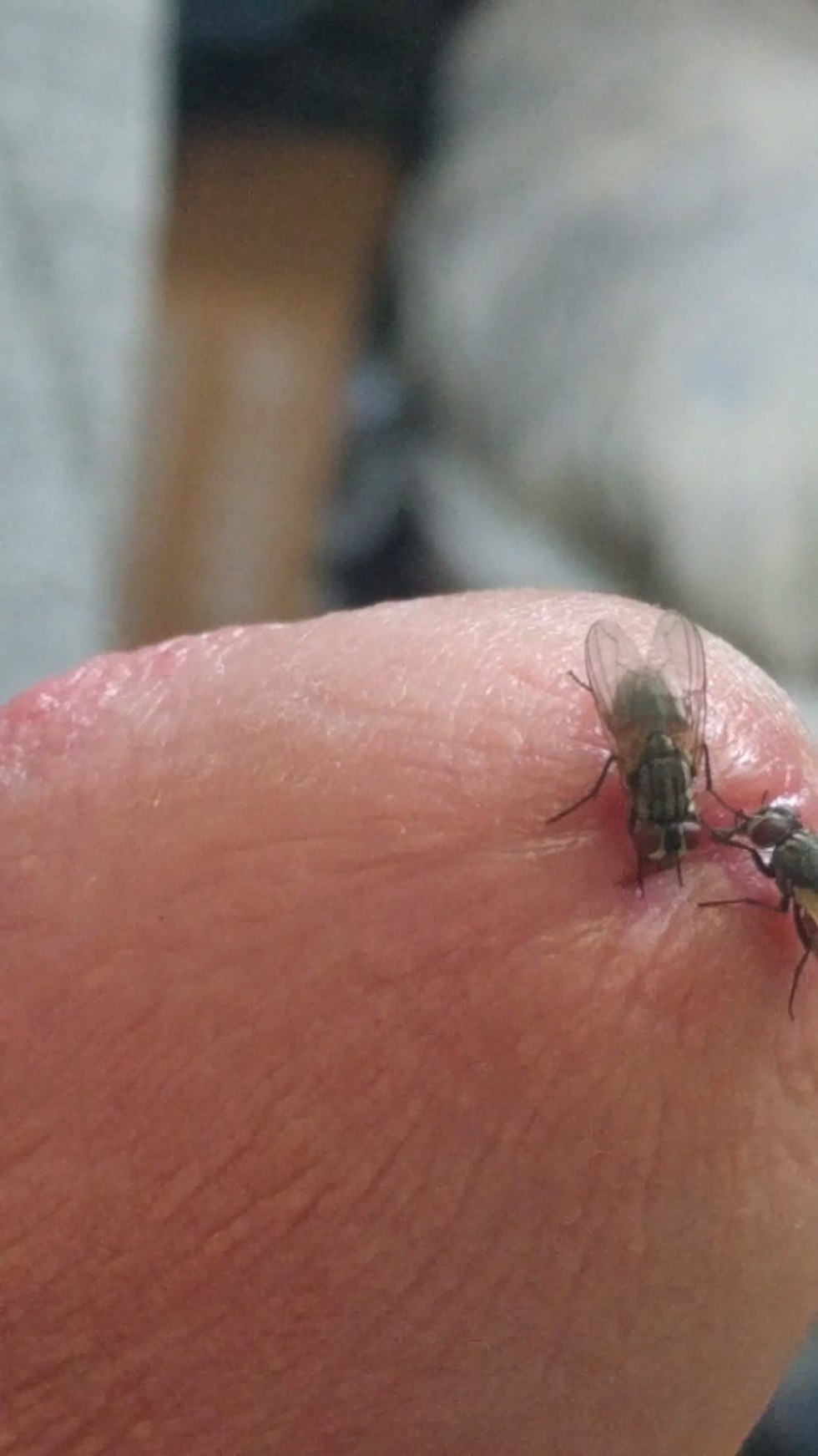 The largest dick in the world