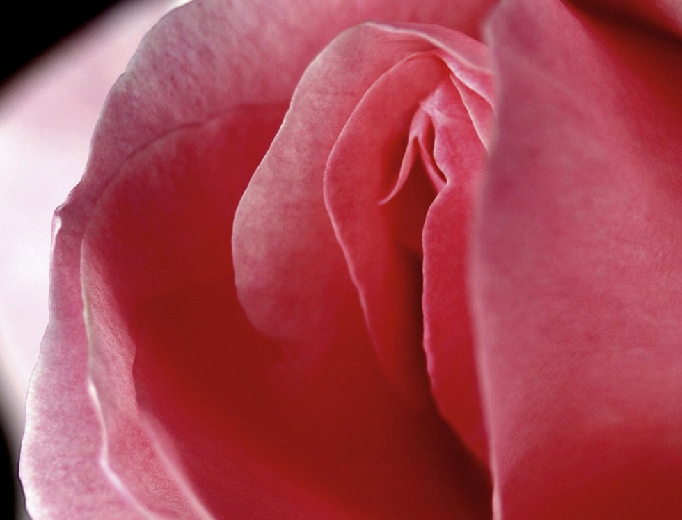 Flower similar to female organs