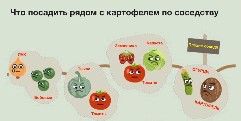 What vegetables to plant nearby