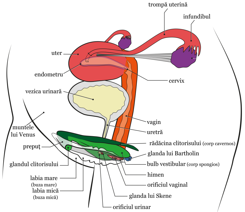 The structure of the male reproductive system