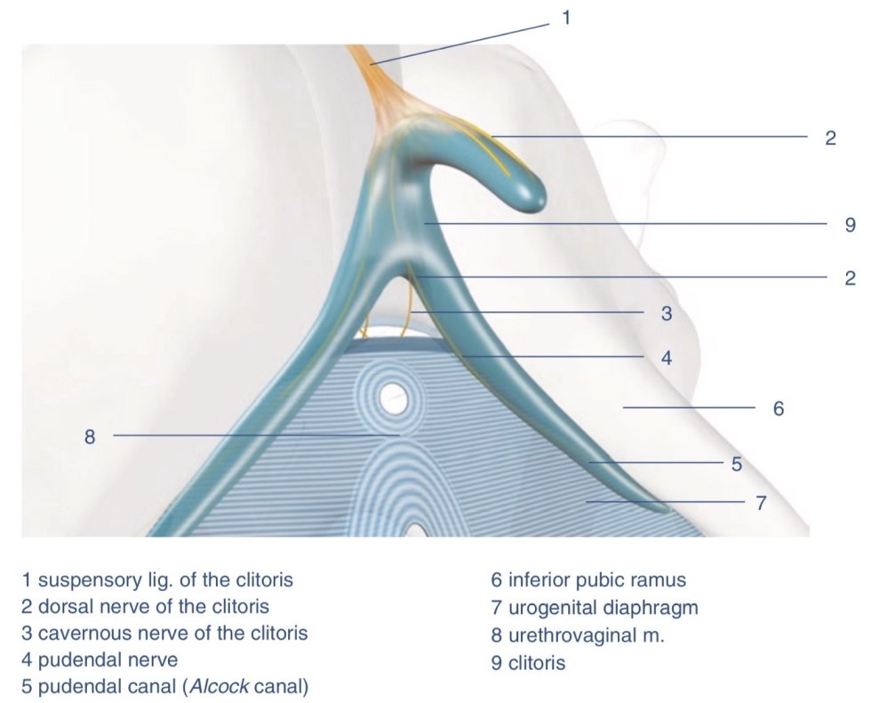 The clitoris is anatomical diagram