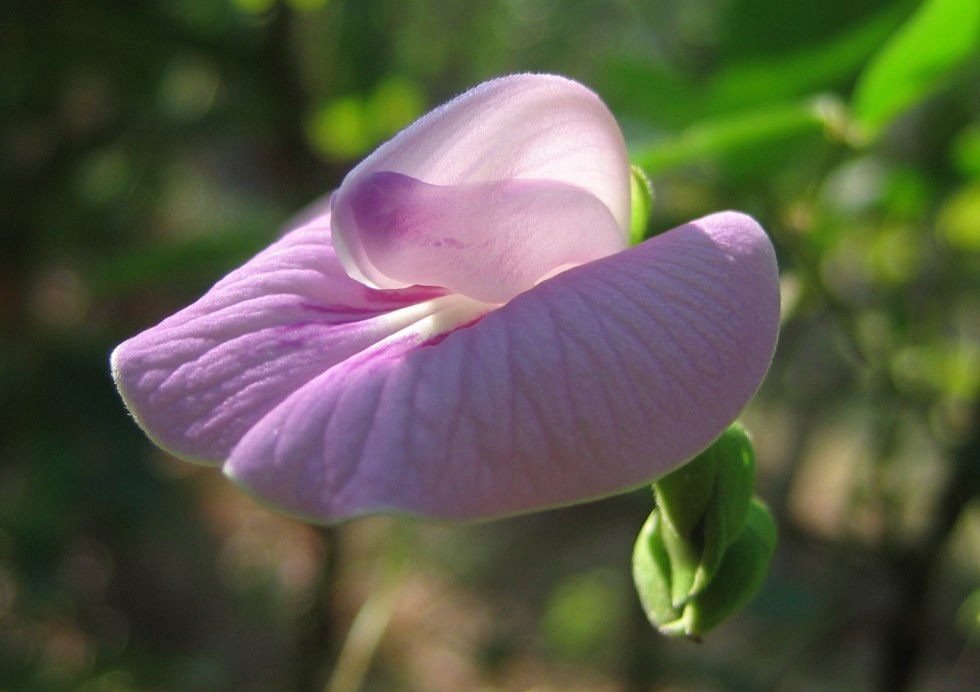 Clitoris Flower
