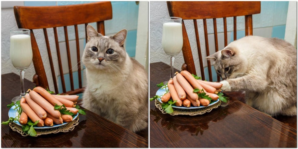Memes with cats and food