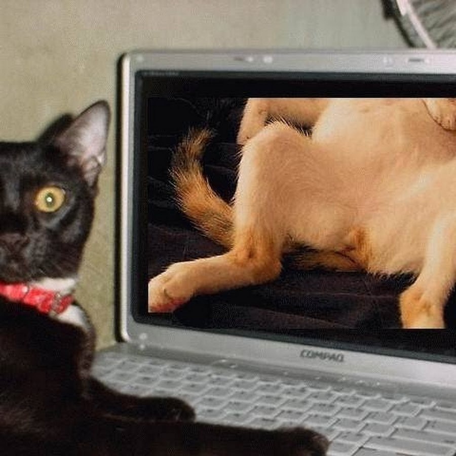 Lamb Sent (80 photos)