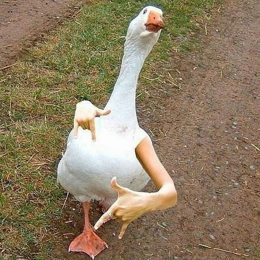 Rzhta goose