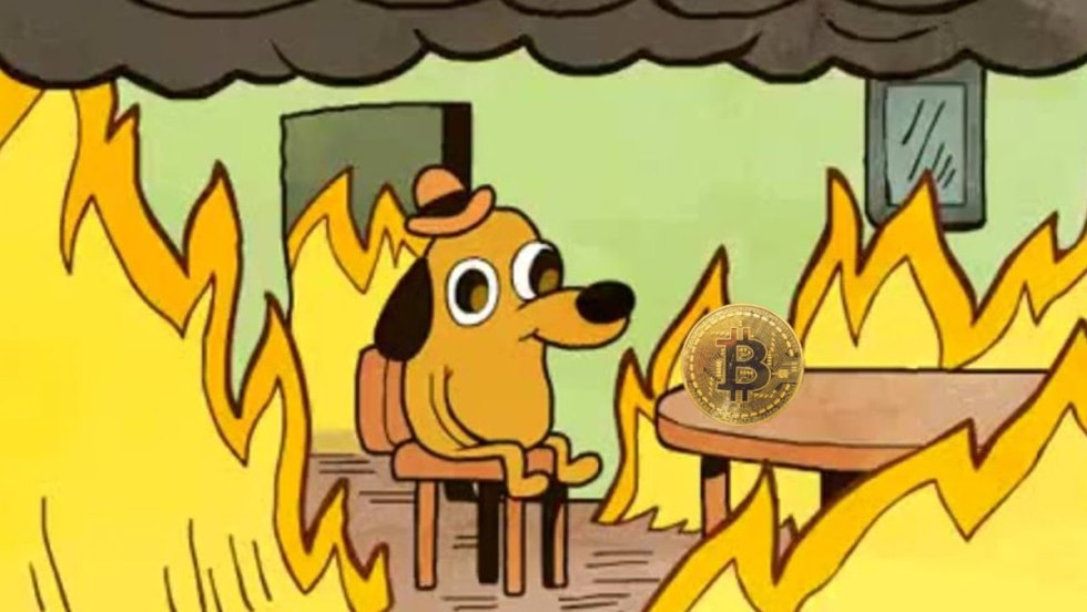 Dog in a burning room