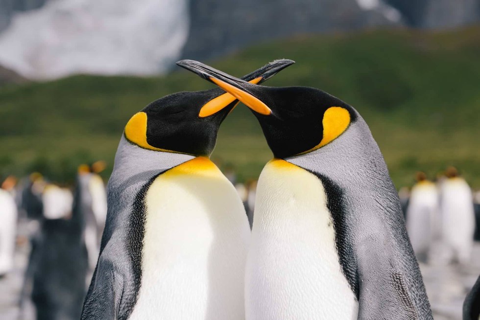 How the penguins breed